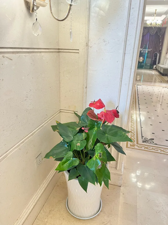 柳州华美医疗整形美容门诊部