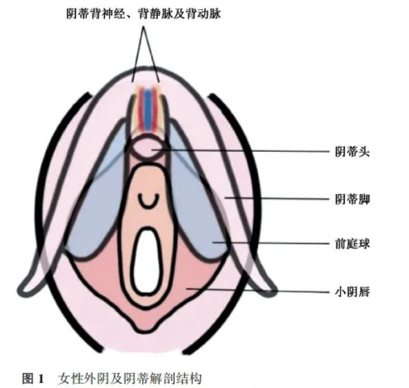 女性私密.jpg